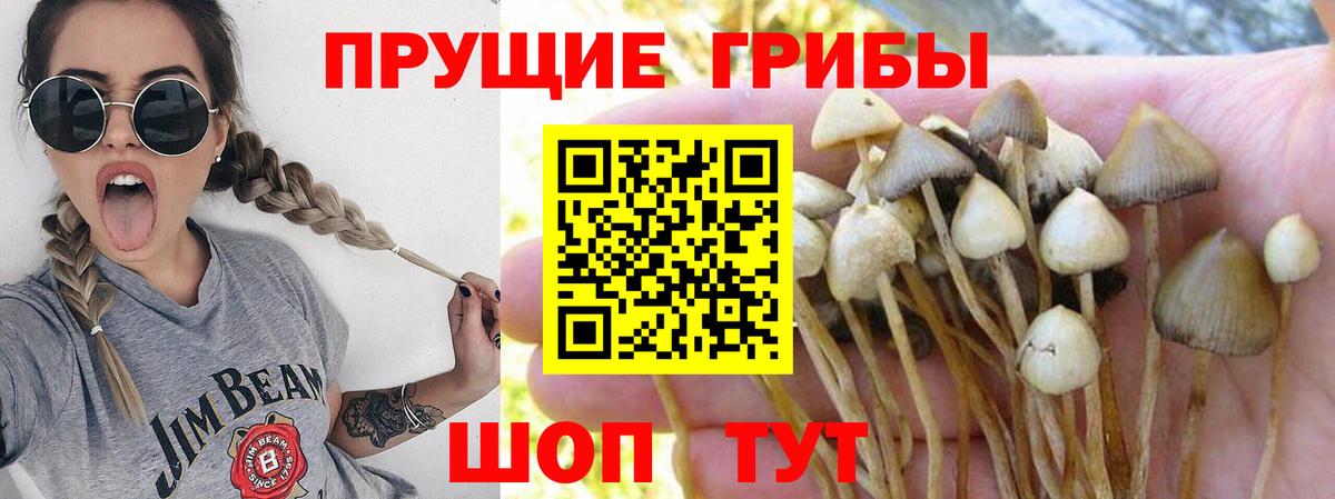 Псилоцибиновые грибы Psilocybine cubensis  Вход с VPN  Тавда 